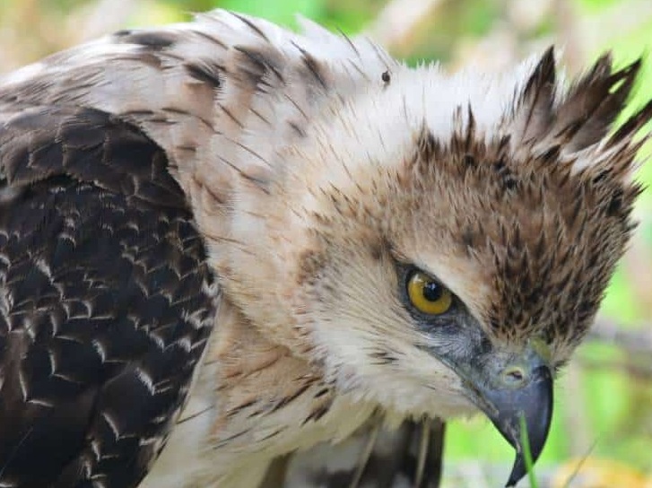 Detectaron la presencia del Águila Crestuda Real en el Parque Cruce  Caballero | Periodismo Misionero